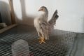 Poussins MALAIS purs